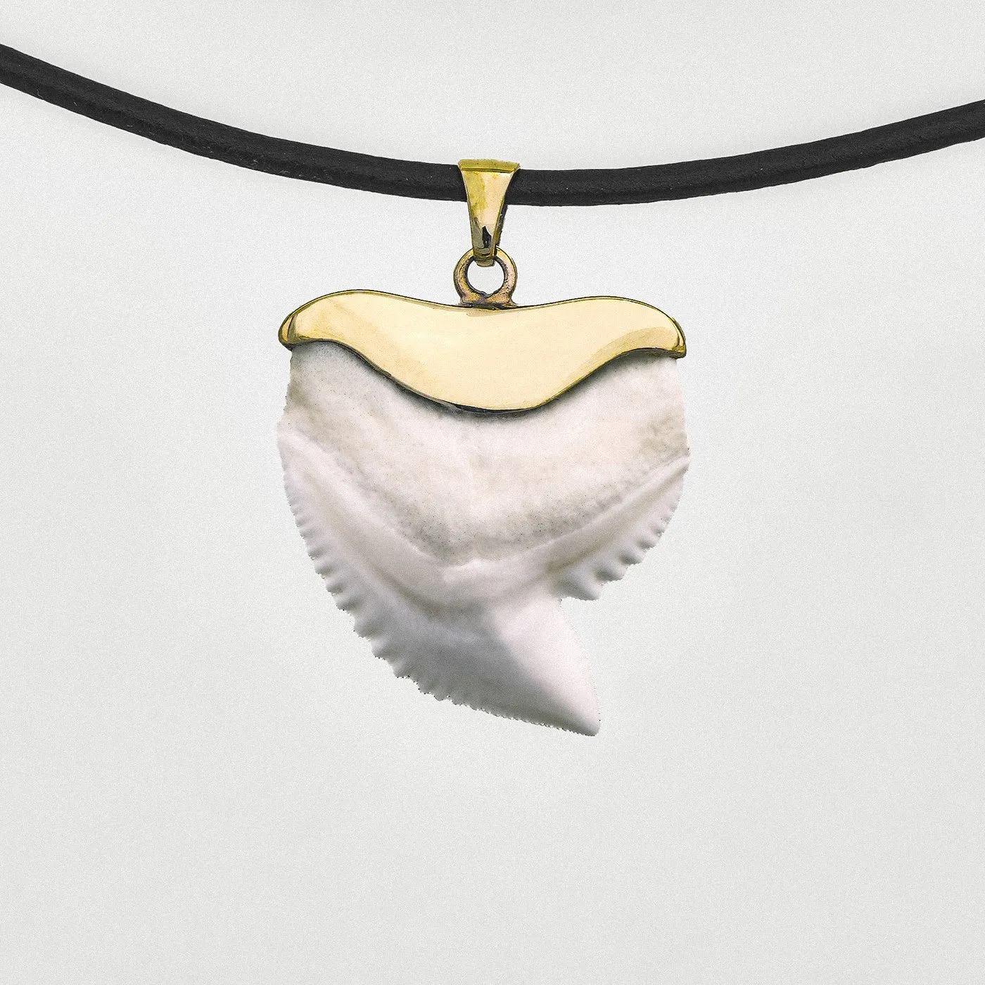 Tiger Shark Tooth Necklace Gold